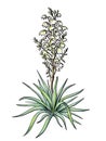 Illustration sketch large garden flower yucca palm tree filamentous blooming closeup