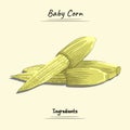 Illustration sketch and vector style of baby corn. Good to use for restaurant menu, Food recipe book and food ingredients content. Royalty Free Stock Photo