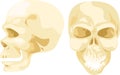 Illustration skull bone