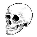 Illustration Skull Sketching style - Hand drawn Vector