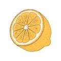 Illustration of a sliced lemon on a white background Royalty Free Stock Photo