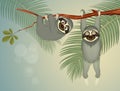 Sloths hanging on branch