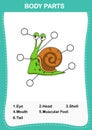 Illustration of snail vocabulary part of body