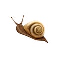 Illustration Snail on a White