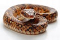 Illustration of  snake with its tail curled on a white background Royalty Free Stock Photo