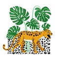 Illustration with snarling leopard and green split-leaf monstera. Royalty Free Stock Photo