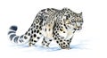 Illustration of a snow leopard (*Panthera uncia*) walking on snow. The fur is thick Royalty Free Stock Photo