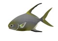 Snubnose pompano,  Trachinotus blochii Royalty Free Stock Photo