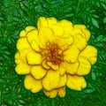 Illustration of a Solitary Marigold in Full Bloom