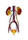 Illustration of solution human anatomy model with colourful design