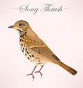 Illustration of song thrush