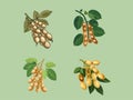 Soybean Splendor - Illustration of Soybean