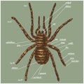 Illustration of a spider anatomy include all name of animal parts. Birdeater species in hand drawn or engraved style