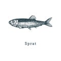 Illustration of sprat. Fish sketch in vector. Drawn seafood in engraving style. Used for can sticker, shop label etc.