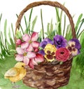 Baby chick standing by a wicker basket of flowers Royalty Free Stock Photo