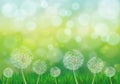 Illustration of spring green background with white dandelions Royalty Free Stock Photo