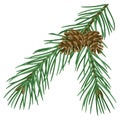 Illustration of spruce branch with cones. Merry Christmas and Happy New Year plant. Royalty Free Stock Photo