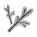 Illustration with spruce, fir tree branch isolated on white background. Hand drawn pencil drawing vector elements for Christmas Royalty Free Stock Photo