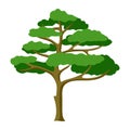Illustration of spruce tree. Forest or park landscape element. Seasonal image.