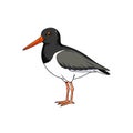 Illustration of an Oystercatcher Standing, Isolated on White Background Royalty Free Stock Photo
