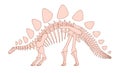 Illustration of a Stegosaurus dinosaur skeleton with distinctive back plates and spiked tail shown in a side profile view on a Royalty Free Stock Photo