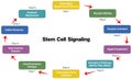 Illustration of Stem Cell Signaling Pathways, Flowchart on White Background for Cellular and Molecular Biology. Royalty Free Stock Photo