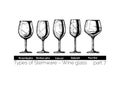 Illustration of Stemware types Royalty Free Stock Photo