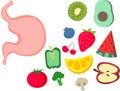 Illustration of stomach, fruits and vegetables on white background. Healthy eating habits Royalty Free Stock Photo