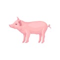 Vector icon of stranding pig isolated on white background. Farm animal with hooves, pink skin, swirling tail, big ears