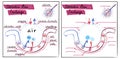 Illustration of the structure of the alveoli