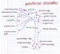 Illustration of the structure of the human shoulder posterior