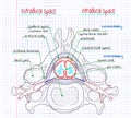 Illustration of the structure of the human spine Royalty Free Stock Photo