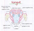 Illustration of the structure human tongue Royalty Free Stock Photo