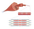 Illustration of Structure Skeletal Muscle Royalty Free Stock Photo