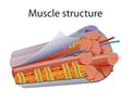 Illustration of Structure Skeletal Muscle with sarcomere Royalty Free Stock Photo