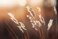 Illustration of a stunning close-up of dry grass in minute detail.