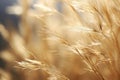 Illustration of a stunning close-up of dry grass in minute detail.