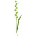 Illustration of stylized cereal grass. Decorative meadow plant. Twig for design and decoration.