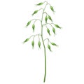 Illustration of stylized cereal grass. Decorative meadow plant. Twig for design and decoration.