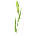 Illustration of stylized cereal grass. Decorative meadow plant. Twig for design and decoration.