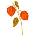 Illustration of stylized physalis branch. Decorative autumn plant.