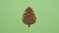 Illustration of a stylized pine cone centered on a light green background. The pine cone is Royalty Free Stock Photo
