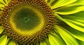 Illustration of a sunflower closeup