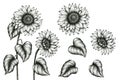 Sunflower hand drawn ink art set isolated on white, black and white floral ink pen sketch, vintage monochrome realistic sunflowers Royalty Free Stock Photo