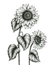 Sunflower hand drawn illustration isolated on white, black and white floral ink pen sketch, vintage monochrome realistic sunflower