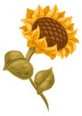 Illustration of sunflower. Image of autumn plant.