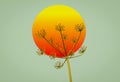 Illustration of a sunset with anethum graveolens plant abstract