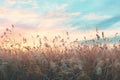 Sunset in the meadow with reeds,  Nature background Royalty Free Stock Photo