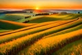 Sunset over fields of wheat in Tuscany, Italy