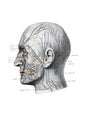 The illustration of superficial nerves of the head in profile in the old book die Anatomie, by Fr. Merkel, 1885, Braunschweig Royalty Free Stock Photo